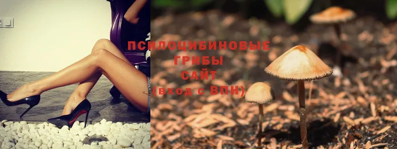 блэк спрут ссылки  Елец  Псилоцибиновые грибы MAGIC MUSHROOMS 